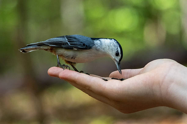 istock A white-breasted nuthatch perches delicately on a person's outstretched hand, ready to take a seed. 2215630658