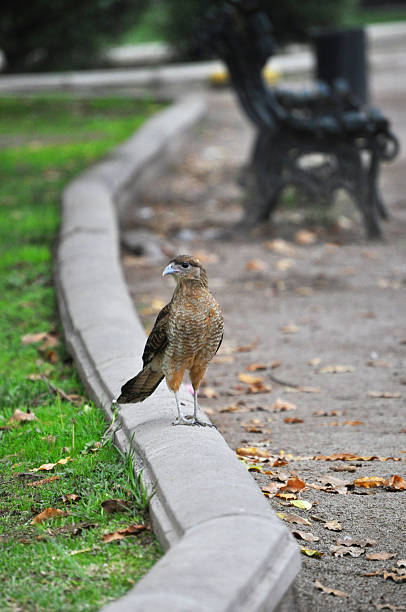 istock Chimango in a public park, also called Tiuque, native to South America 2215630879