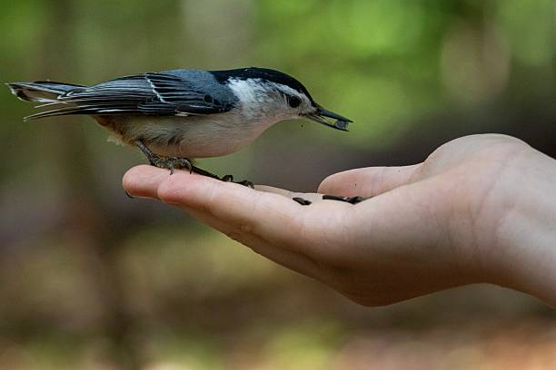 istock A white-breasted nuthatch perches delicately on a person's outstretched hand, ready to take a seed. 2215630883