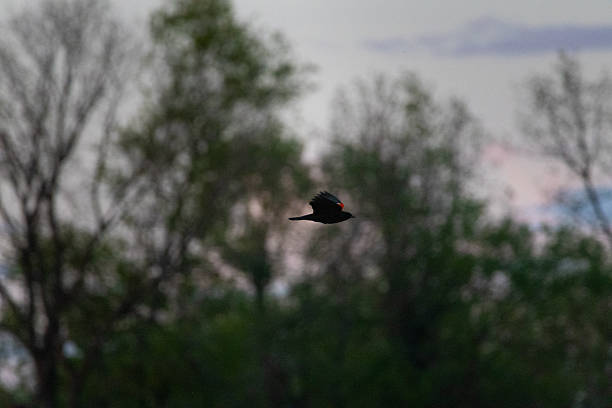 istock A red-winged blackbird flies across a green landscape. 2215631571