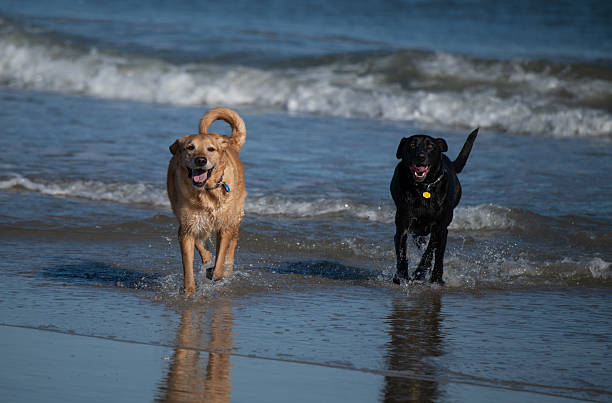 istock Dogs Playing at the Beach 2215631798