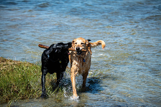 istock Dogs Playing at the Beach 2215631880