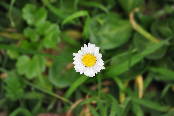 Beautiful daisy flower on the green grass