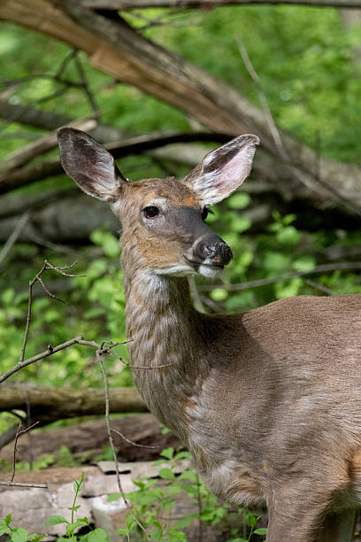 istock A young deer stands alert in a wooded area. 2215634369