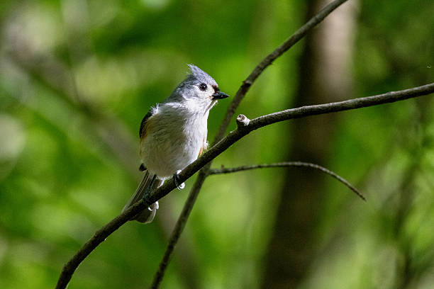 istock A tufted titmouse perches on a slender branch, its gray plumage contrasting with the green foliage. 2215634556