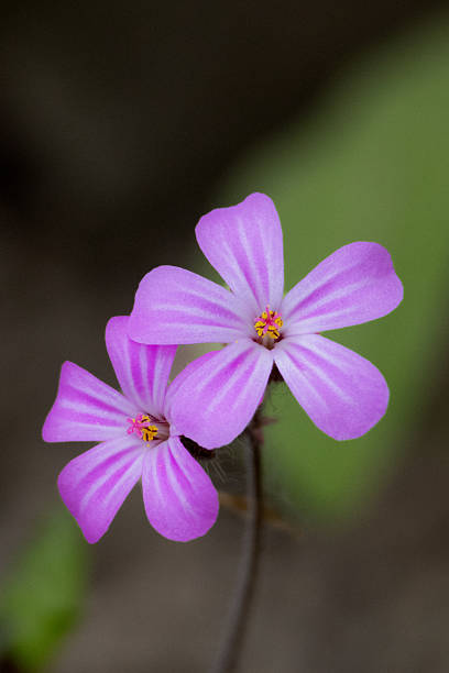 istock Two delicate purple geranium flowers bloom against a blurred green and brown background. 2215635376