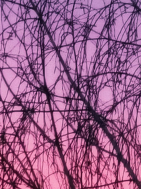 Leafless Tree Branches against Purple Sky at the Sunset