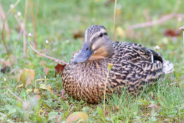 Some mallards sheltering from the storm in the Central Neighborhood Historic District