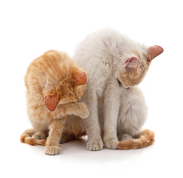 istock Two beautiful cats washing themselves. 2215636158