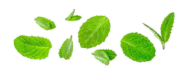 istock Fresh green mint leaves on white background, top view 2215636249
