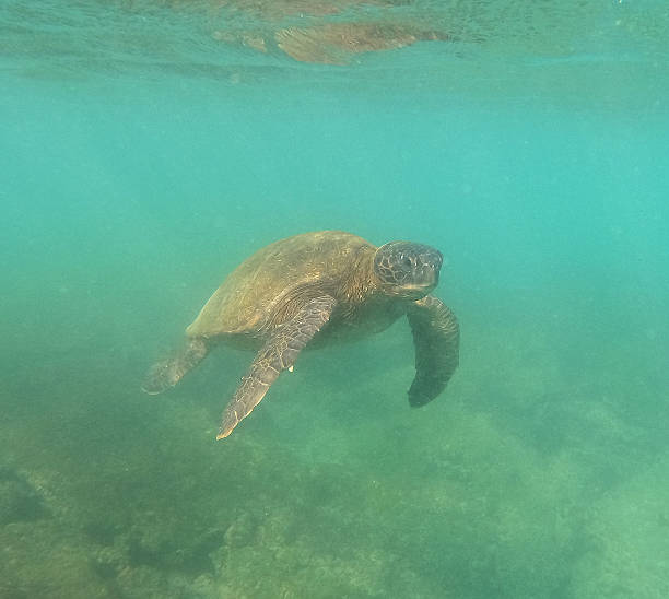 istock Green Sea Turtle Close-Up 2215636290