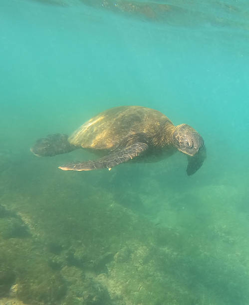 istock Green Sea Turtle Vertical 2215637860
