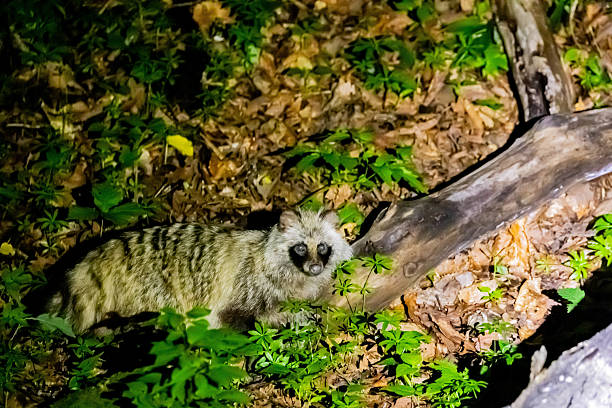 istock Ezo raccoon dog working on the forest at night 2215640356