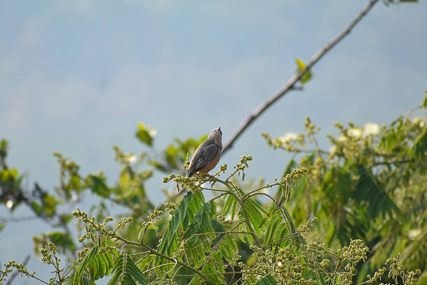 istock Chestnut-tailed Starling bird on a tree branch. 2215640381