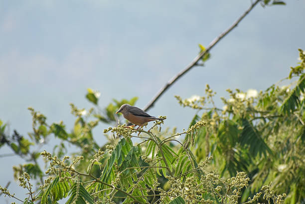 istock Chestnut-tailed Starling bird on a tree branch. 2215640408