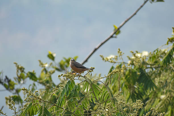 istock Chestnut-tailed Starling bird on a tree branch. 2215640417