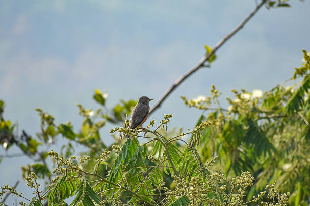 istock Chestnut-tailed Starling bird on a tree branch. 2215640418