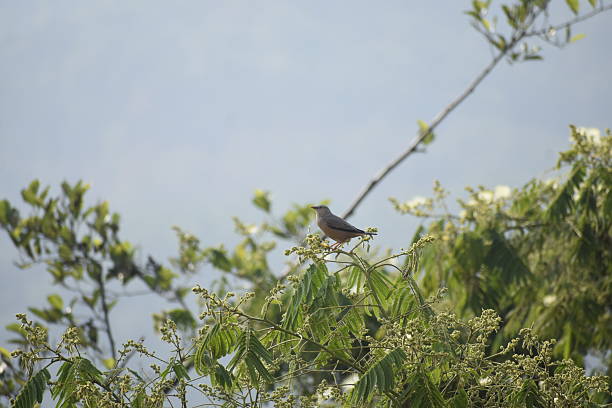 Chestnut-tailed Starling bird on a tree branch.