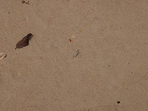 istock A Tranquil Sandy Surface Enriched with Organic Matter from Natures Coastal Ecosystem 2215641190