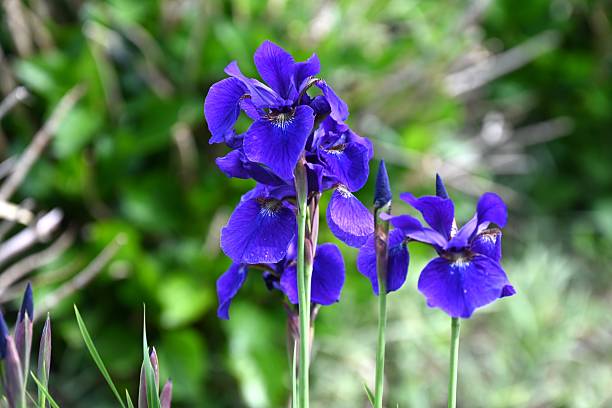 istock Iris sanguinea (Siberian iris) flowers. Iridaceae perennial plants. 2215643792