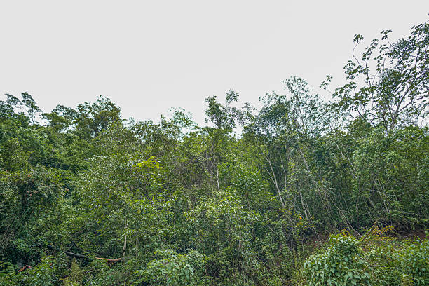 A view of dense Amazon rainforest vegetation in Chanchamayo, Peru. The image showcases lush greenery, tall trees, and the rich biodiversity of the Peruvian jungle, capturing the untouched beauty of the tropical forest ecosystem in South America.