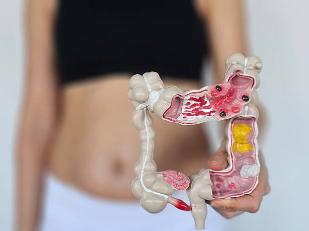 istock Detailed model of human digestive system held by a person 2215645443