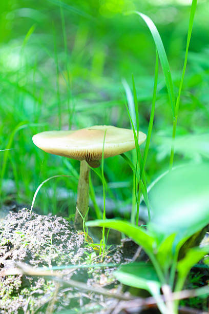 A small, light-colored mushroom with a flat cap and thin stem is visible in the grass. Sunlight filters through the green leaves, creating soft lighting.