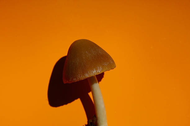 istock A mushroom with a smooth brown cap and slender stem elegantly stands out against a rich orange background, casting a sharp shadow. Contrasting close-up image of the fungus. 2215649601