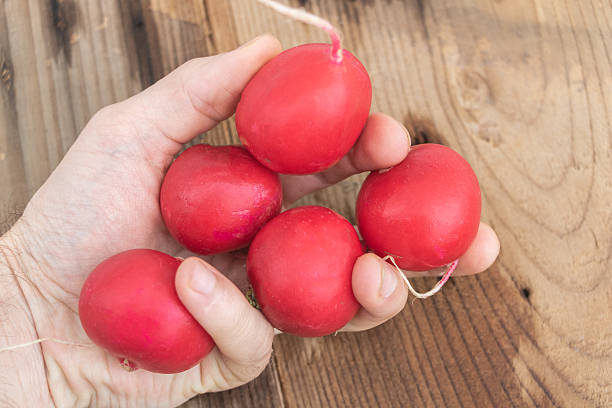 istock Fresh Red Radishes Held in Human Hand 2215650265