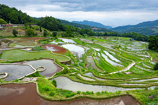 istock Irrigated rice terraced fields in the mountains 2215650341