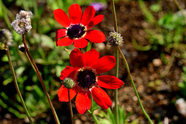Anemone coronaria, also known as the poppy anemone, Spanish marigold, or windflower, is a species of flowering plant in the buttercup family, native to the Mediterranean region. It is a popular plant in gardens worldwide due to its colorful, vibrant blooms.