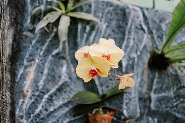 Vibrant yellow orchids bloom beautifully against a rustic textured rock wall, showcasing natures elegance in a close-up view