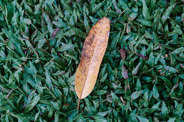 Dried leaf lying on grass