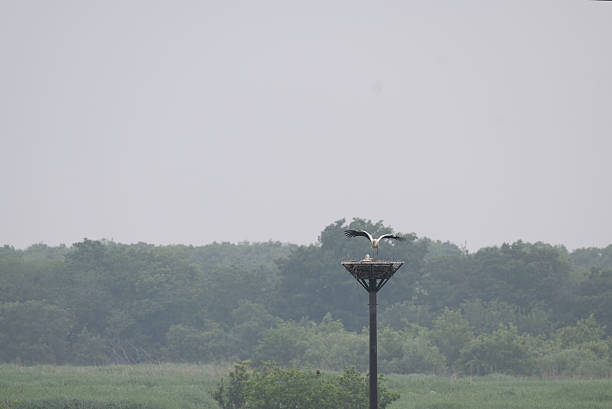 Parent of Oriental White Stork returning to artificial nest tower