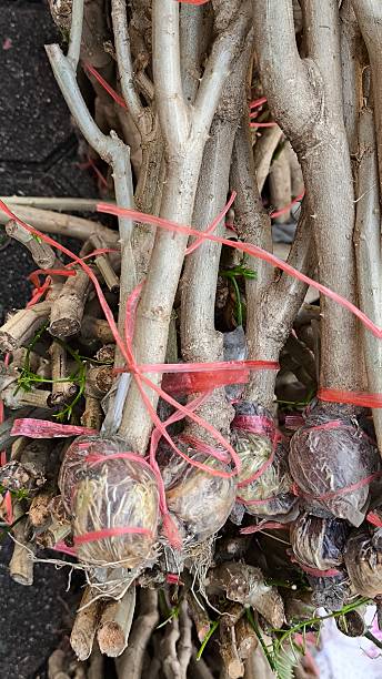 istock Plant propagation by cuttings. Agriculture. 2215653781