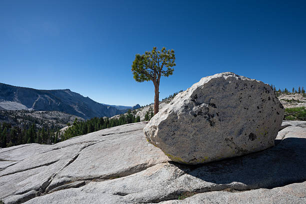 istock Solitary Tree and Boulder at Tioga Pass, California 2215655621