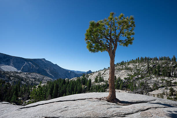 A striking scene in Yosemite National Park showcasing a solitary pine tree standing resiliently against the vast granite landscape. A compelling composition that contrasts the enduring strength of stone with the tenacity of life. The deep blue sky and distant Sierra Nevada mountains complete this serene yet rugged vista, embodying the essence of Yosemite’s captivating wilderness.