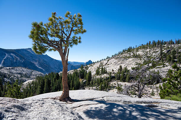 istock Solitary Tree at Tioga Pass, California 2215655646