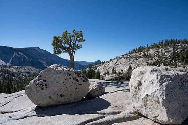 A striking scene in Yosemite National Park showcasing a solitary pine tree standing resiliently against the vast granite landscape. A large boulder rests in the foreground, creating a compelling composition that contrasts the enduring strength of stone with the tenacity of life. The deep blue sky and distant Sierra Nevada mountains complete this serene yet rugged vista, embodying the essence of Yosemite’s captivating wilderness.