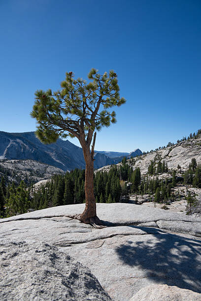istock Solitary Tree at Tioga Pass, California 2215655655