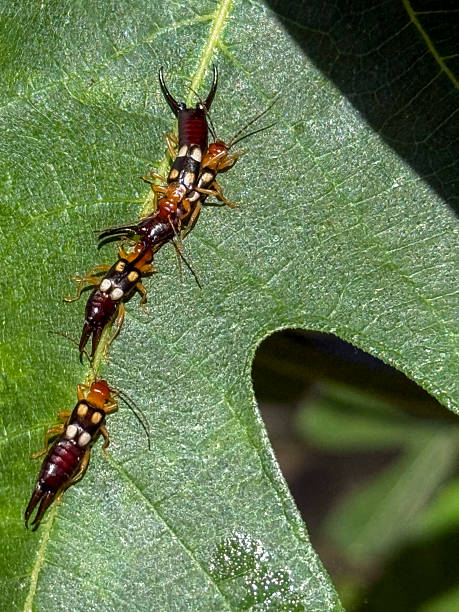 Chelidura guentheri Forficulidae Earwig Insect. Digitally Enhanced Photograph.