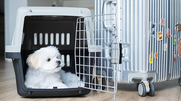 istock Fluffy Maltese puppy resting calmly inside a crate beside a suitcase, looking alert. 2215663528