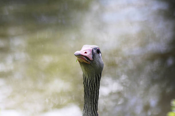 Horizontal photograph of a drake looking away from the camera. The body of the duck is light brown and its eyes, beak, head, feathers are dark brown.It covers the right half of the frame and the rest is copy space.