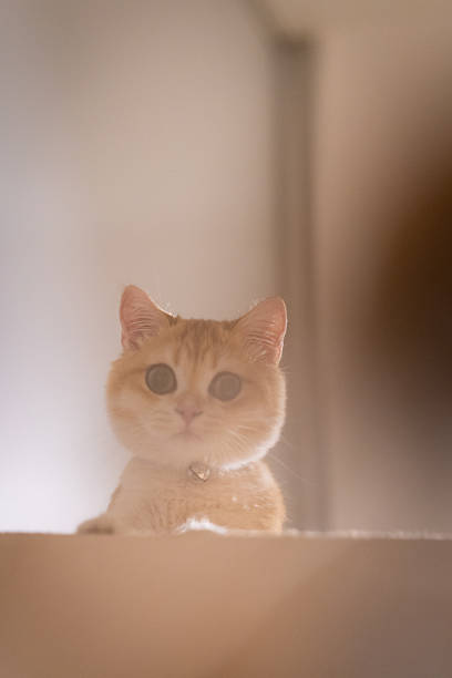 Orange kitten, British shorthair cat is playing with cat toy