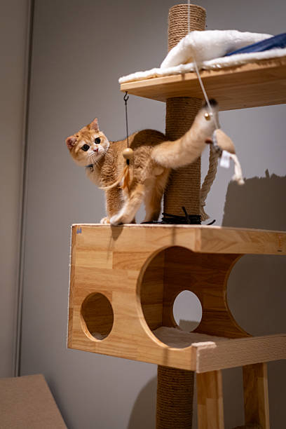 istock Orange kitten, British shorthair cat is playing with cat toy 2215664449