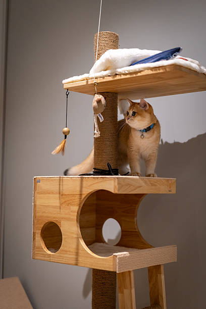 istock Orange kitten, British shorthair cat is playing with cat toy 2215664451