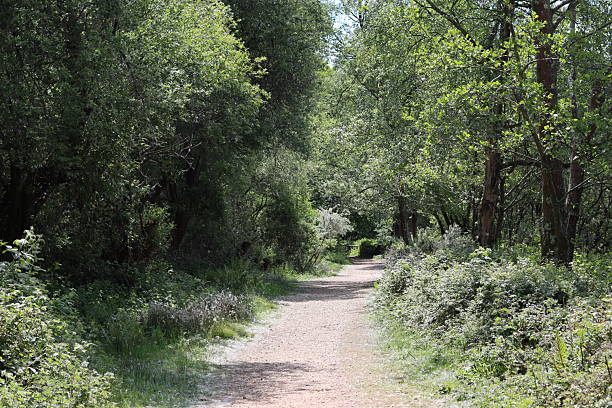 istock Path through a woodland in summer 2215665012