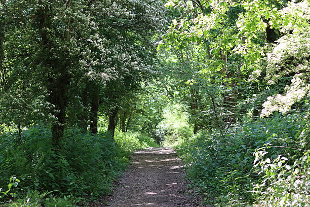 istock Path through a woodland in summer 2215665046