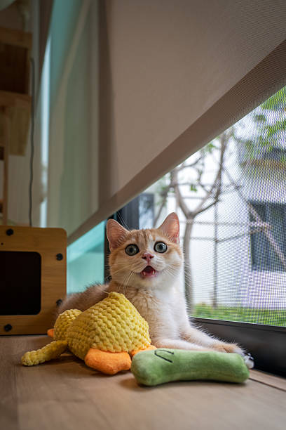 Orange kitten, British shorthair cat yawning