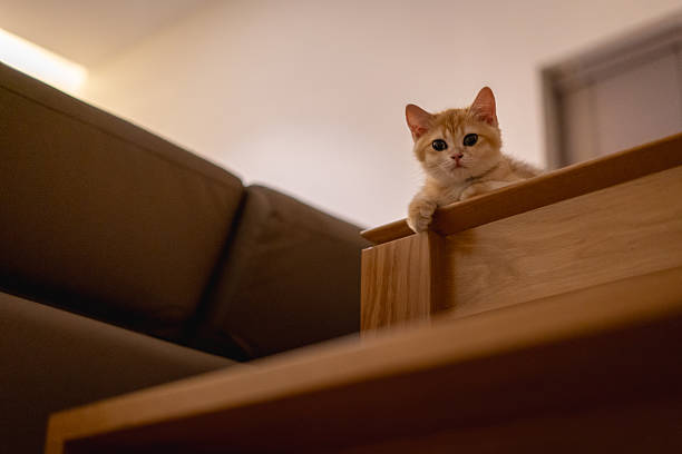 istock Orange kitten, British shorthair cat sittingon the table 2215665845